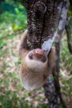 Lelo the rescued baby two fingered sloth