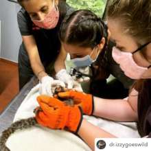 Students helping Vet check Marmoset Monkey