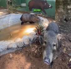 Luna and Nube, two wild hogs