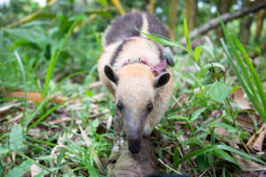 Manzanilla the rescued anteater