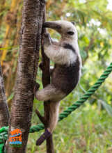 Mocka the Anteater