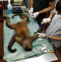 Physical exam of spider monkey by Dr.Carmen