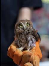 Ferruginous Pygmy-owl