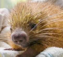 Mexican Hairy Dwarf Porcupine