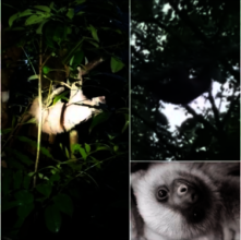 Jorge (aka Speedy) the sloth finally was released!