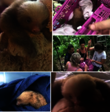 Dudley the Sloth
