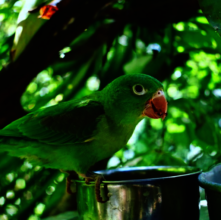 Rafa the Parakeet