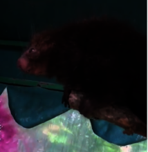 Bunny the porcupine