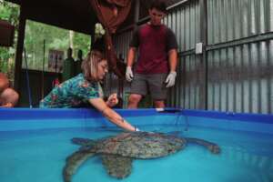 Rescued injured sea turtle