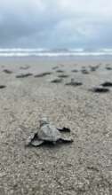 Baby sea turtles being released