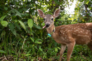 Shadow the rescued baby deer