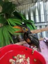 Richal the toucanet, when he was a baby!