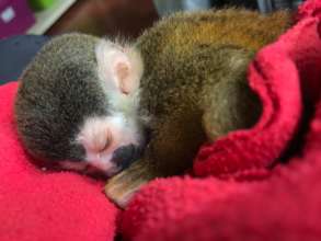 Baby "Titi" Squirrel Monkey