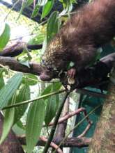 Orphaned porcupine to be released soon!