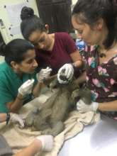 Vet Staff treating a 3-Fingered Sloth