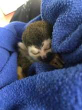 Orphaned Baby "Titi" Squirrel Monkey