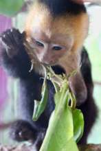 Juvenile Capuchin Monkey Amputee