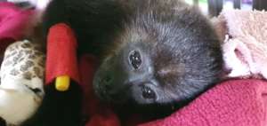 Juvenile Howler Monkey with Electrocution Injuries
