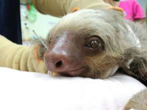 2-Fingered Sloth getting Acupuncture