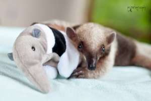 Orphaned Baby Tamandua Anteater