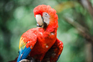 Bouche the Macaw with Scissor Beak