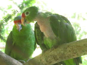 Confiscated Illegal Pet Parrots