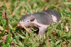 Orphaned Baby Armadillo