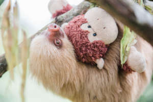 Juvenile 2-Fingered Sloth in Rehabilitation