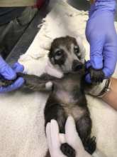 Orphaned Baby Coati getting Checked