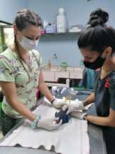Clinic Staff Checking an Injured Gallinule Bird