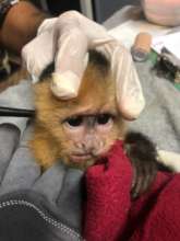 Unhappy Capuchin Baby getting Ears Checked