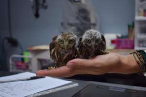 Fallen Nestling Pygmy Owls