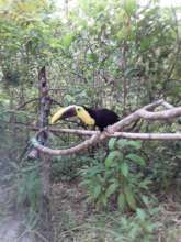 Toucan in "Soft" Release Stage