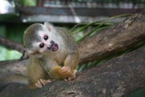Juvenile "titi" Squirrel Monkey in Rehab