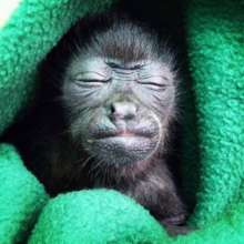 Orphaned Baby Howler Monkey