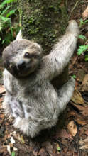 Juvenile 3-Fingered Sloth with Spinal Injury