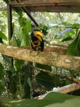Juvenile Aracari in Pre-Release Rehab