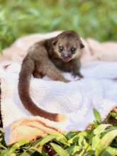 Orphaned Baby Kinkajou out for Exercise