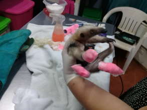 Baby Anteater with Machete Injuries