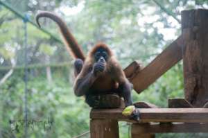 Darwin the Spider Monkey in the Sanctuary
