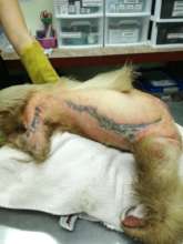 Electrocution Injuries on a 2-Fingered Sloth