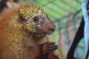 Juvenile Porcupine being Rehabilitated