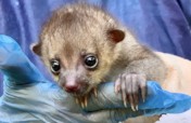 KSTR Wildlife Clinic & Rescue Center
