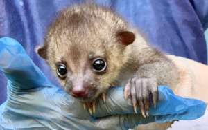 KSTR Wildlife Clinic & Rescue Center
