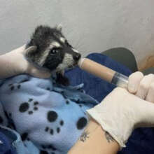 Timothy the young raccoon!