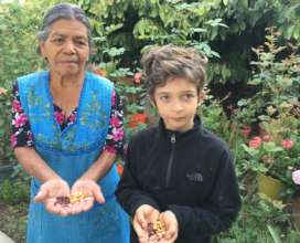 Selecting corn seeds for sowing