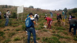Public reforestation in El Creston State Park