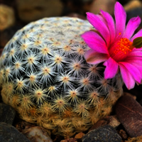Winter, flowering time for many species of cacti