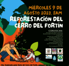 Announcing reforestation public journey