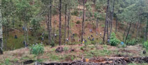 Community reforestation in San Pablo Etla forest